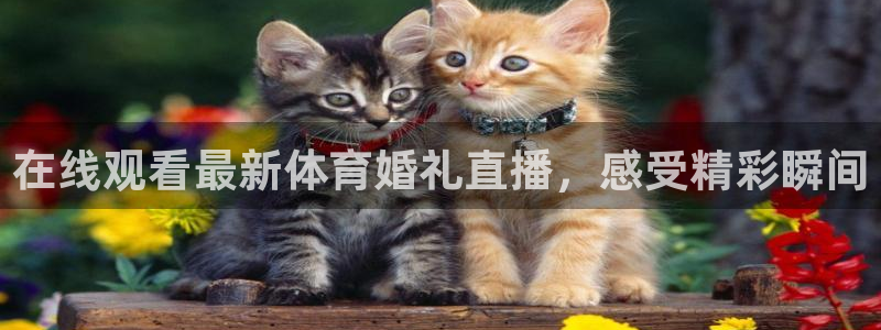 足球小九直播在线观看：在线观看最新体育婚礼直播，感受精彩瞬间