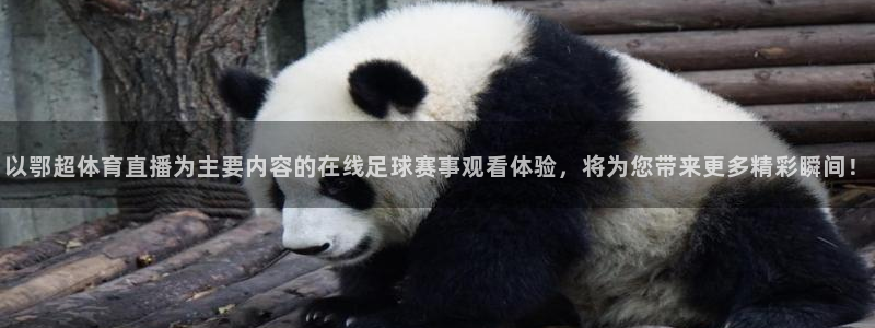 免费nba小九比赛直播高清
